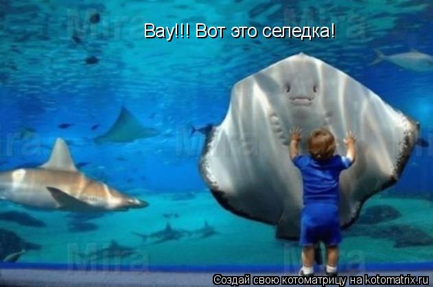 Вау!!! Вот это селедка!... Котоматрица: Вау!!! Вот это селедка!