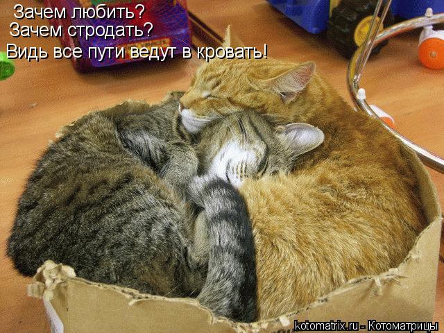 Зачем любить? Зачем стродать? Видь все пути ведут в кровать!... Котоматрица: Зачем любить? Зачем стродать? Видь все пути ведут в кровать!