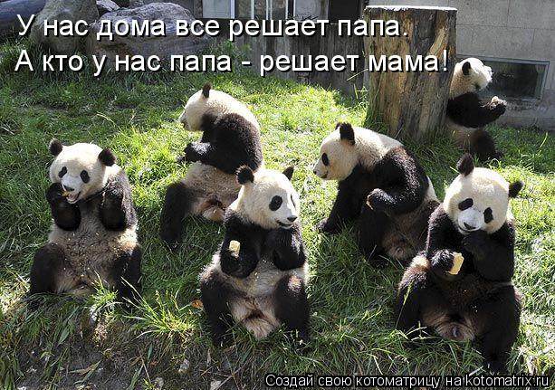 У нас дома все решает папа. А кто у нас папа - решает мама!... Котоматрица: У нас дома все решает папа. А кто у нас папа - решает мама!