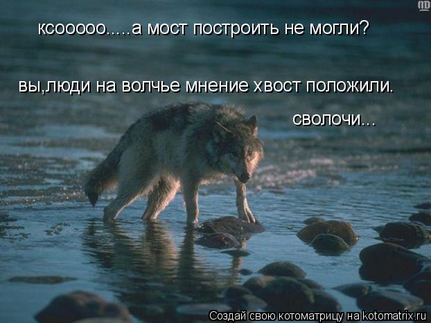 ксооооо.....а мост построить не могли? вы,люди на волчье мнение хвост положили. сволочи...... Котоматрица: ксооооо.....а мост построить не могли? вы,люди на волчье мнение хвост положили. сволочи...