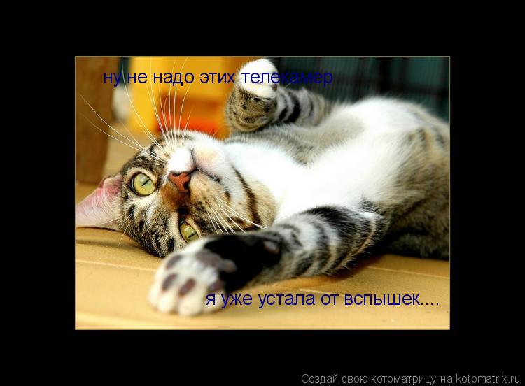ну не надо этих телекамер я уже устала от вспышек....... Котоматрица: ну не надо этих телекамер я уже устала от вспышек....
