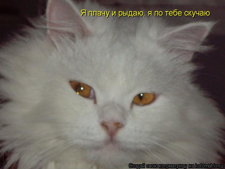 Я плачу и рыдаю, я по тебе скучаю... Котоматрица: Я плачу и рыдаю, я по тебе скучаю