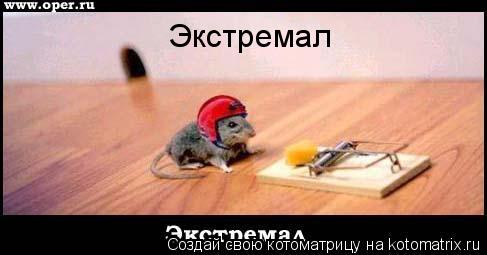 Экстремал... Котоматрица: Экстремал