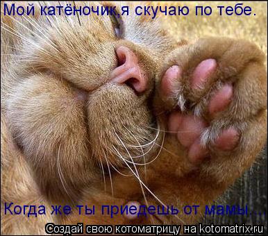 Мой катёночик,я скучаю по тебе. Когда же ты приедешь от мамы....... Котоматрица: Мой катёночик,я скучаю по тебе. Когда же ты приедешь от мамы....