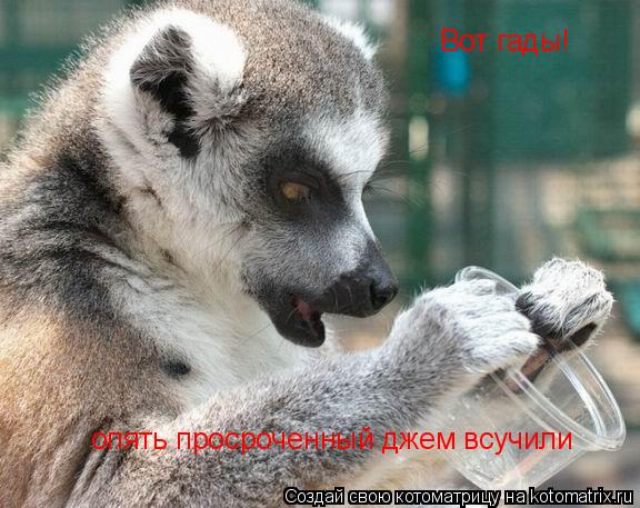 Вот гады! опять просроченный джем всучили... Котоматрица: Вот гады! опять просроченный джем всучили