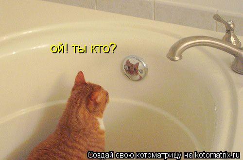 ой! ты кто?... Котоматрица: ой! ты кто?