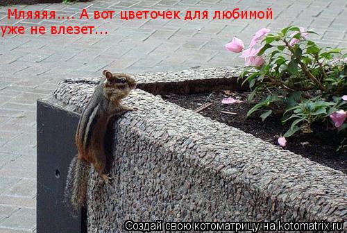 Мляяяя.... А вот цветочек для любимой уже не влезет...... Котоматрица: Мляяяя.... А вот цветочек для любимой уже не влезет...