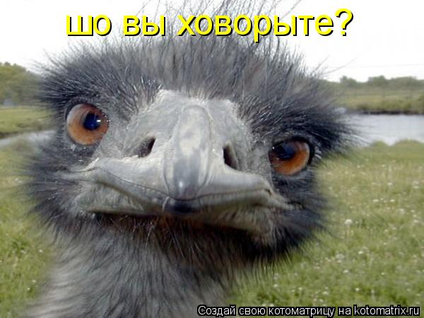 Котоматрица: шо вы ховорыте?