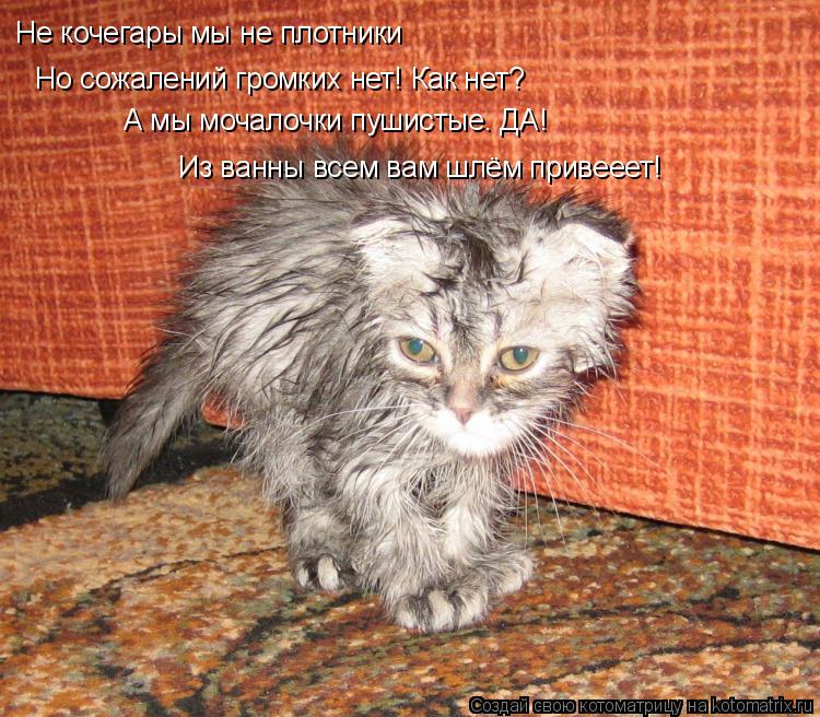 Не кочегары мы не плотники Но сожалений громких нет! Как нет? А мы мочалочки пушистые. ДА! Из ванны в... Котоматрица: Не кочегары мы не плотники Но сожалений громких нет! Как нет? А мы мочалочки пушистые. ДА! Из ванны всем вам шлём привееет!