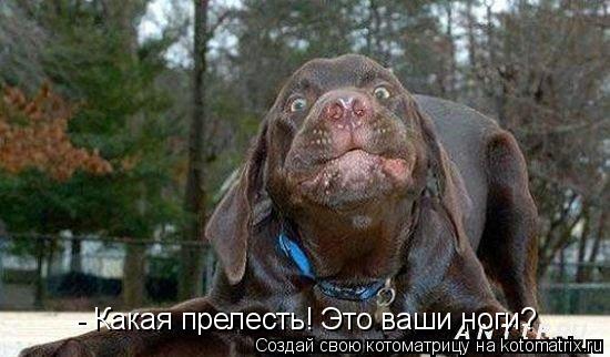 - Какая прелесть! Это ваши ноги?... Котоматрица: - Какая прелесть! Это ваши ноги?