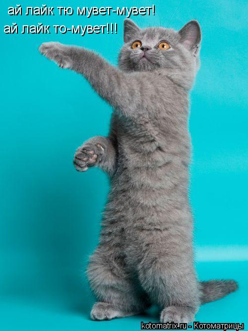 ай лайк тю мувет-мувет! ай лайк то-мувет!!!... Котоматрица: ай лайк тю мувет-мувет! ай лайк то-мувет!!!