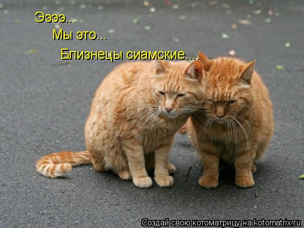 Ээээ... Мы это... Близнецы сиамские....... Котоматрица: Ээээ... Мы это... Близнецы сиамские....