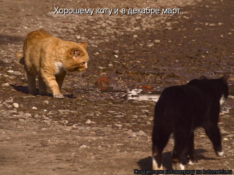 Хорошему коту и в декабре март...... Котоматрица: Хорошему коту и в декабре март...