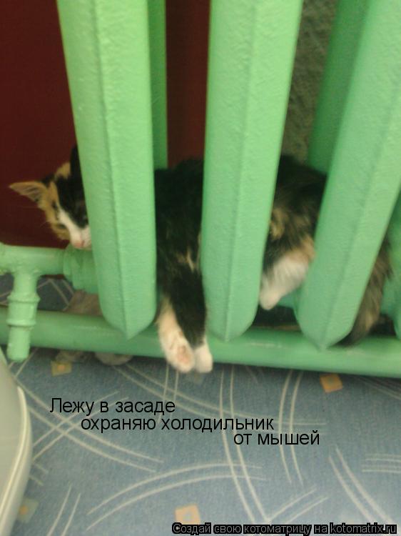 Лежу в засаде охраняю холодильник от мышей... Котоматрица: Лежу в засаде охраняю холодильник от мышей