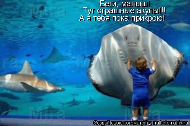 Беги, малыш! Тут страшные акулы!!! А я тебя пока прикрою!... Котоматрица: Беги, малыш! Тут страшные акулы!!! А я тебя пока прикрою!