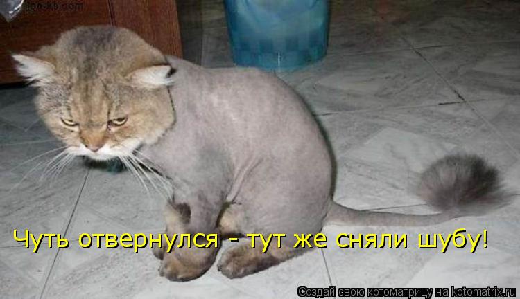 Чуть отвернулся - тут же сняли шубу!... Котоматрица: Чуть отвернулся - тут же сняли шубу!