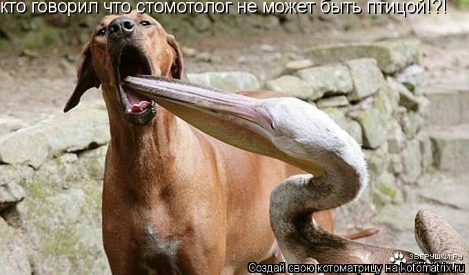 кто говорил что стомотолог не может быть птицой!?!... Котоматрица: кто говорил что стомотолог не может быть птицой!?!