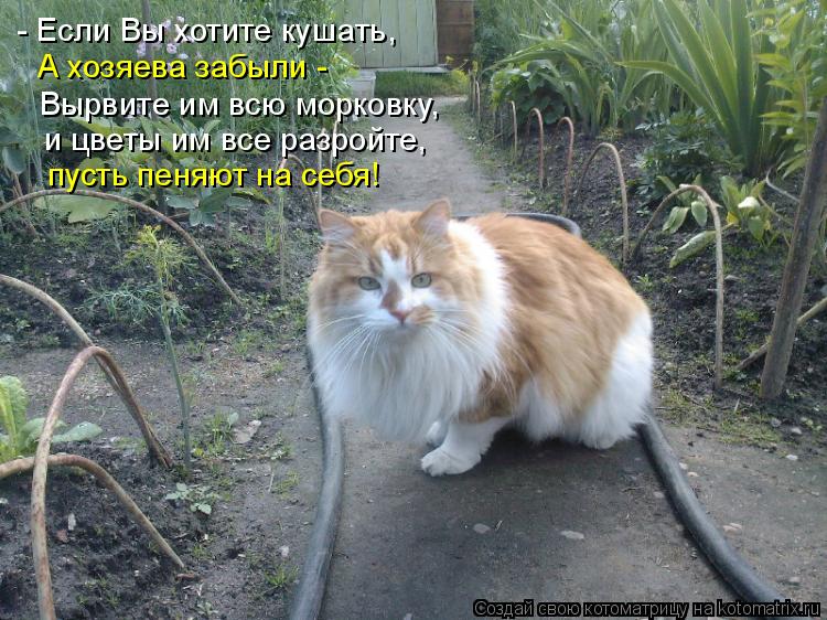 - Если Вы хотите кушать, А хозяева забыли - Вырвите им всю морковку, и цветы им все разройте, пусть ... Котоматрица: - Если Вы хотите кушать, А хозяева забыли - Вырвите им всю морковку, и цветы им все разройте, пусть пеняют на себя!