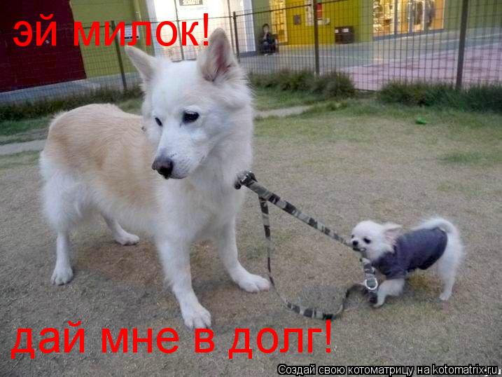 эй милок! дай мне в долг!... Котоматрица: эй милок! дай мне в долг!