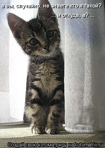 а вы, случайно, не знаете кто я такой? ... и откуда, а? ...... Котоматрица: а вы, случайно, не знаете кто я такой? ... и откуда, а? ...