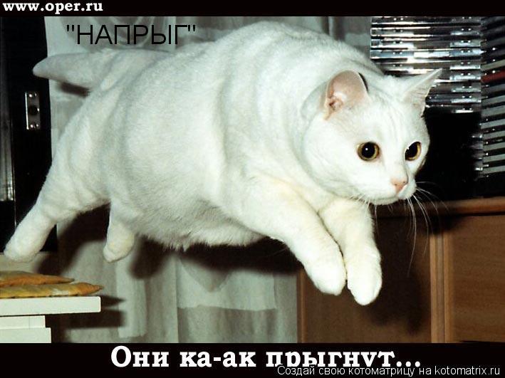 "НАПРЫГ"... Котоматрица: "НАПРЫГ"