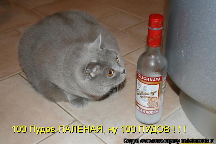 100 Пудов ПАЛЕНАЯ, ну 100 ПУДОВ ! ! !... Котоматрица: 100 Пудов ПАЛЕНАЯ, ну 100 ПУДОВ ! ! !