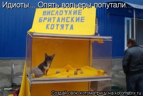 Идиоты... Опять вольеры попутали...... Котоматрица: Идиоты... Опять вольеры попутали...