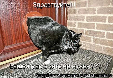 Здравтвуйте!!! Вашей маме зять не нужен???... Котоматрица: Здравтвуйте!!! Вашей маме зять не нужен???