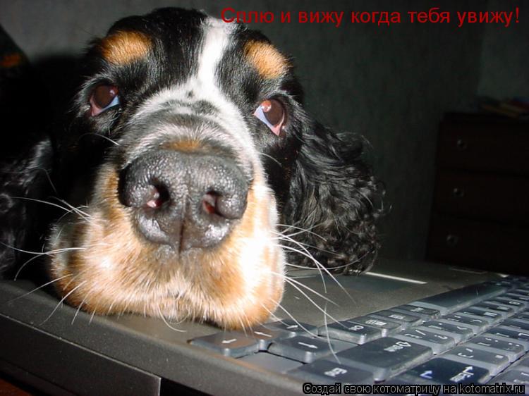Сплю и вижу когда тебя увижу!... Котоматрица: Сплю и вижу когда тебя увижу!