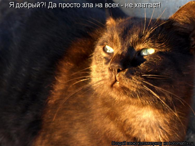 Я добрый?! Да просто зла на всех - не хватает!... Котоматрица: Я добрый?! Да просто зла на всех - не хватает!