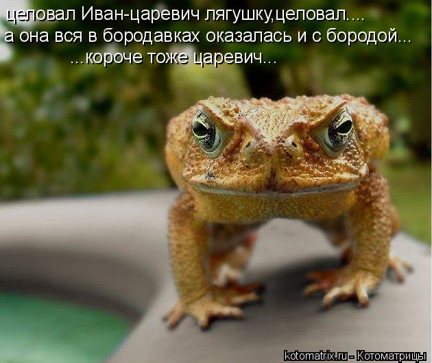 целовал Иван-царевич лягушку,целовал.... а она вся в бородавках оказалась и с бородой... ...короче то... Котоматрица: целовал Иван-царевич лягушку,целовал.... а она вся в бородавках оказалась и с бородой... ...короче тоже царевич...