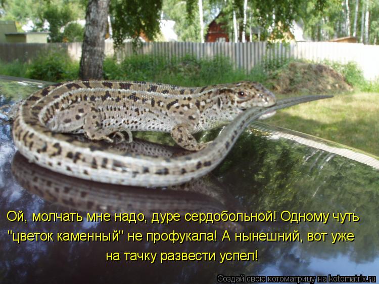 Ой, молчать мне надо, дуре сердобольной! Одному чуть "цветок каменный" не профукала! А нынешний, вот ... Котоматрица: Ой, молчать мне надо, дуре сердобольной! Одному чуть "цветок каменный" не профукала! А нынешний, вот уже на тачку развести успел!