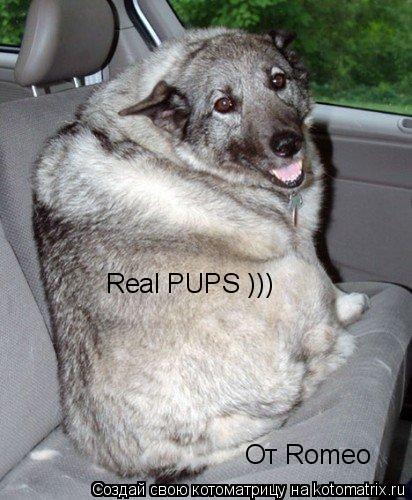 Real PUPS ))) От Romeo... Котоматрица: Real PUPS ))) От Romeo