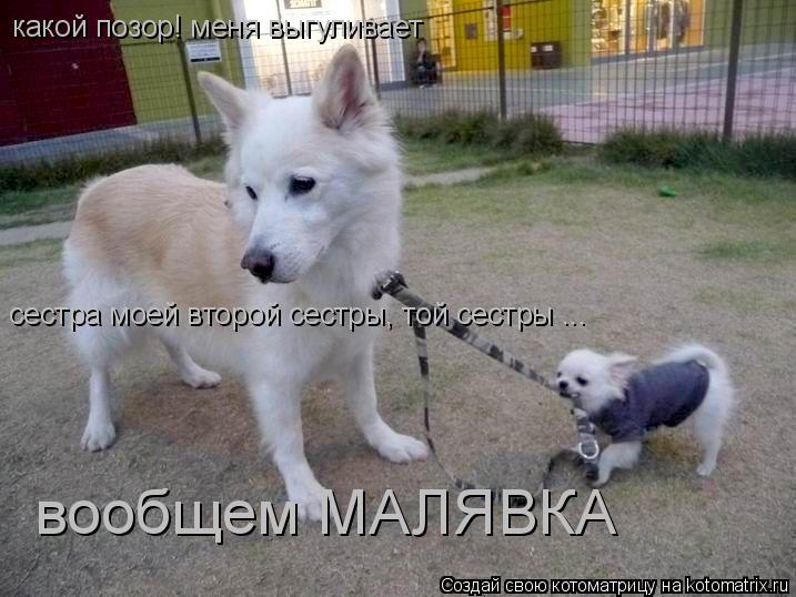 какой позор! меня выгуливает сестра моей второй сестры, той сестры ... вообщем МАЛЯВКА... Котоматрица: какой позор! меня выгуливает сестра моей второй сестры, той сестры ... вообщем МАЛЯВКА