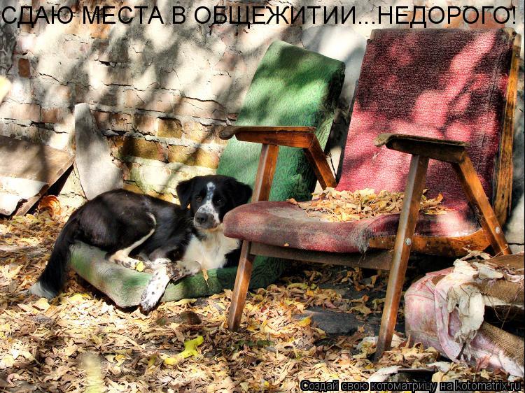 СДАЮ МЕСТА В ОБЩЕЖИТИИ...НЕДОРОГО!... Котоматрица: СДАЮ МЕСТА В ОБЩЕЖИТИИ...НЕДОРОГО!