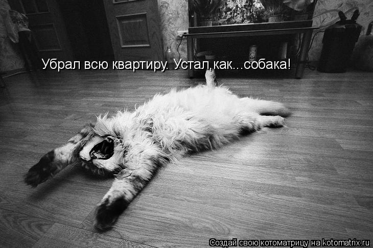 Убрал всю квартиру. Устал,как...собака!... Котоматрица: Убрал всю квартиру. Устал,как...собака!