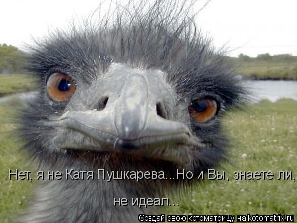 Нет, я не Катя Пушкарева...Но и Вы, знаете ли, не идеал... Нет, я не Катя Пушкарева...Но и Вы, знаете... Котоматрица: Нет, я не Катя Пушкарева...Но и Вы, знаете ли, не идеал... Нет, я не Катя Пушкарева...Но и Вы, знаете ли, не идеал... не идеал...
