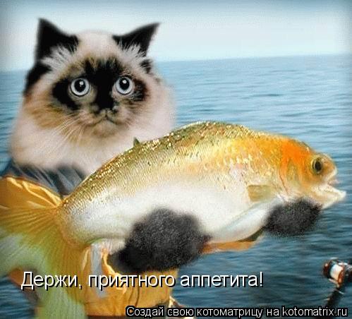 Держи, приятного аппетита!... Котоматрица: Держи, приятного аппетита!
