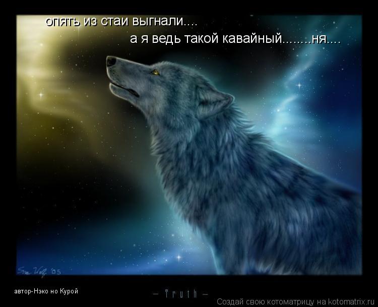 Котоматрица: а я ведь такой кавайный........ня.... опять из стаи выгнали.... автор-Нэко но Курой