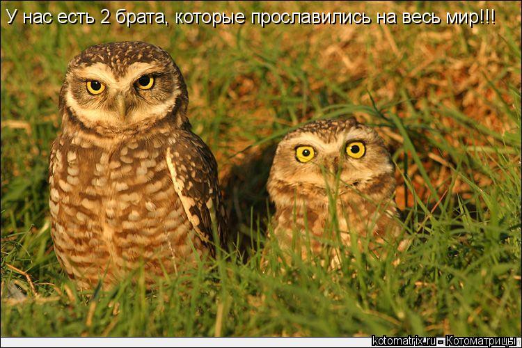 У нас есть 2 брата, которые прославились на весь мир!!!... Котоматрица: У нас есть 2 брата, которые прославились на весь мир!!!