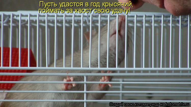 Пусть удастся в год крысячий, поймать за хвост свою удачу!... Котоматрица: Пусть удастся в год крысячий, поймать за хвост свою удачу!