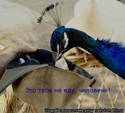 Это тебе на еду, человече!... Котоматрица: Это тебе на еду, человече!