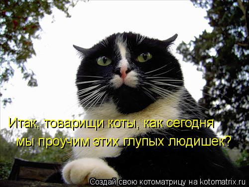Итак, товарищи коты, как сегодня мы проучим этих глупых людишек?... Котоматрица: Итак, товарищи коты, как сегодня мы проучим этих глупых людишек?
