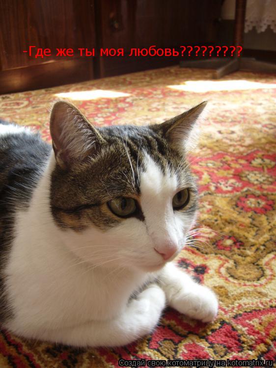 -Где же ты моя любовь?????????... Котоматрица: -Где же ты моя любовь?????????