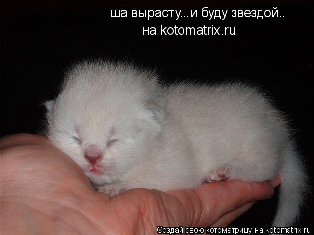 ша вырасту...и буду звездой.. на kotomatrix.ru... Котоматрица: ша вырасту...и буду звездой.. на kotomatrix.ru