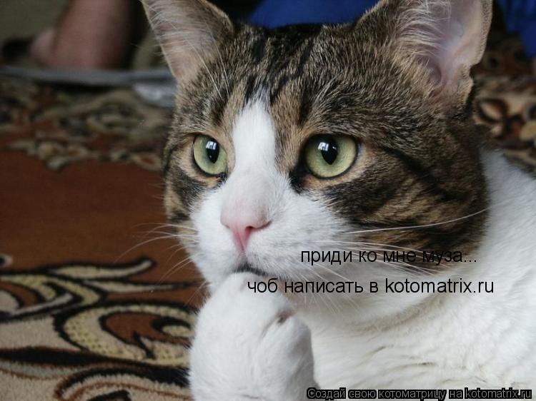 приди ко мне муза... чоб написать в kotomatrix.ru... Котоматрица: приди ко мне муза... чоб написать в kotomatrix.ru