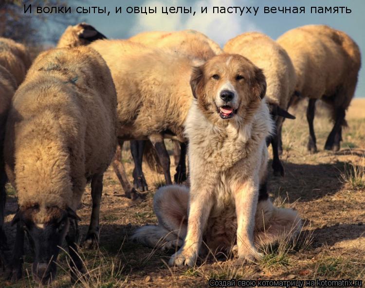 Котоматрица: И волки сыты, и овцы целы, и пастуху вечная память