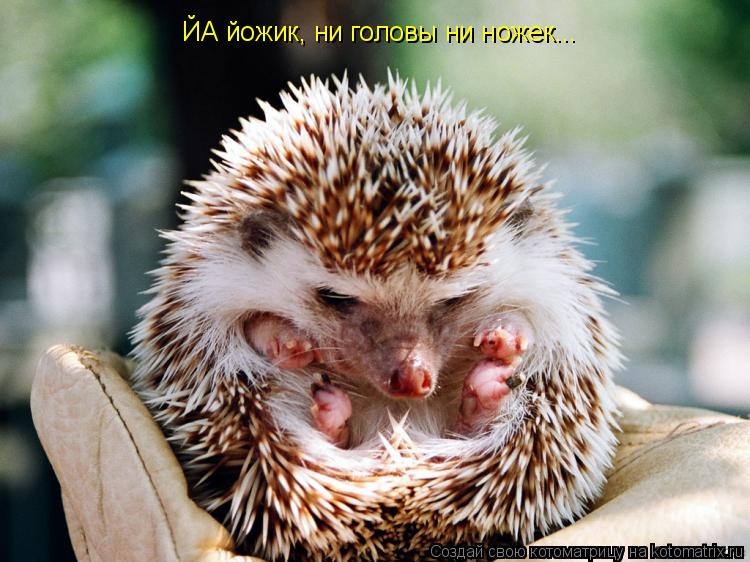ЙА йожик, ни головы ни ножек...... Котоматрица: ЙА йожик, ни головы ни ножек...