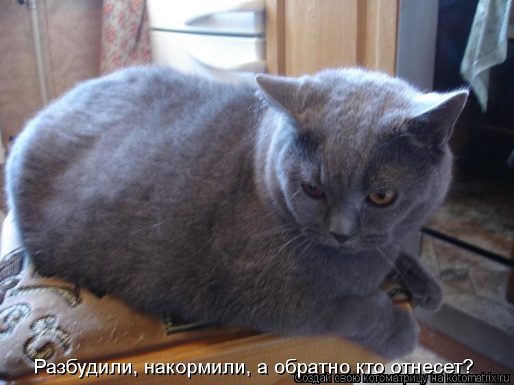 Разбудили, накормили, а обратно кто отнесет?... Котоматрица: Разбудили, накормили, а обратно кто отнесет?