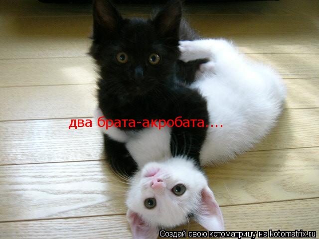 два брата-акробата....... Котоматрица: два брата-акробата....